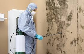 Professional Mold Prevention & Removal  in Pevely, MO